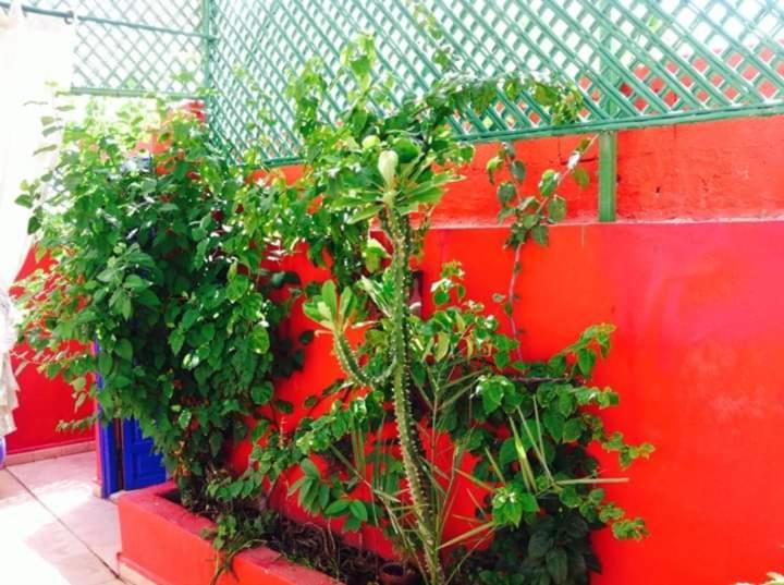 Riad Green Lotus Marrakesh Bagian luar foto